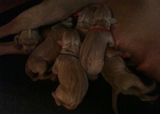 pups_Day1