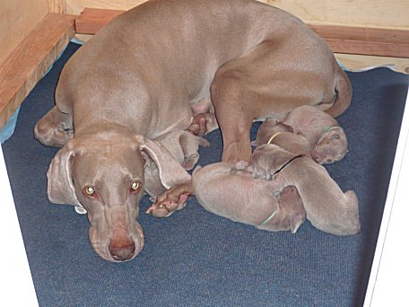 mom_with_pups.jpg